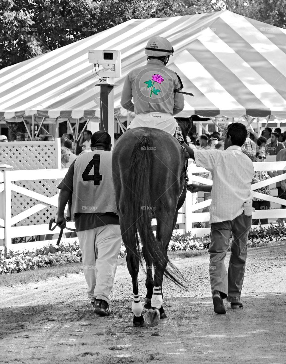 Sage Valley. The late Sage Valley in the Saratoga paddock before winning the James Marvin stake race on opening day. Call to the post