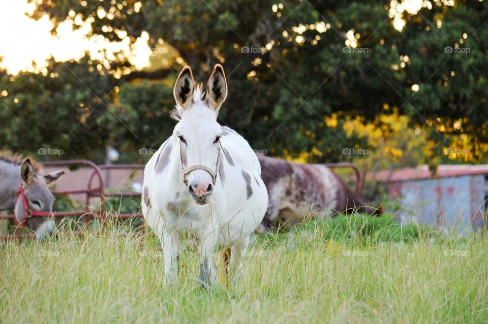 Portrait of white donkey standing on grassy field