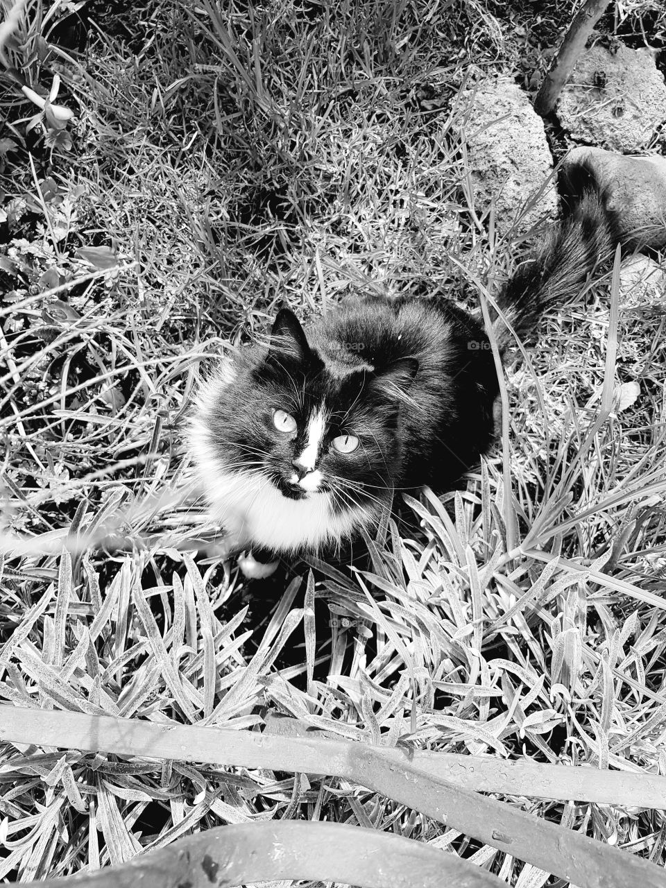 gato en jardín