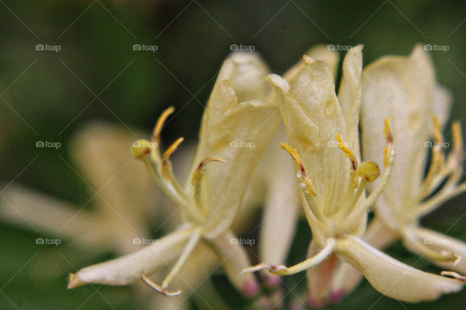 Honeysuckle