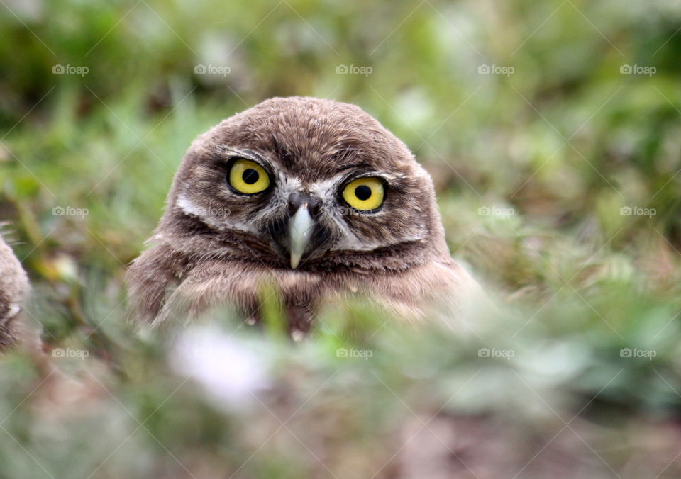 Sweet looking owl close up