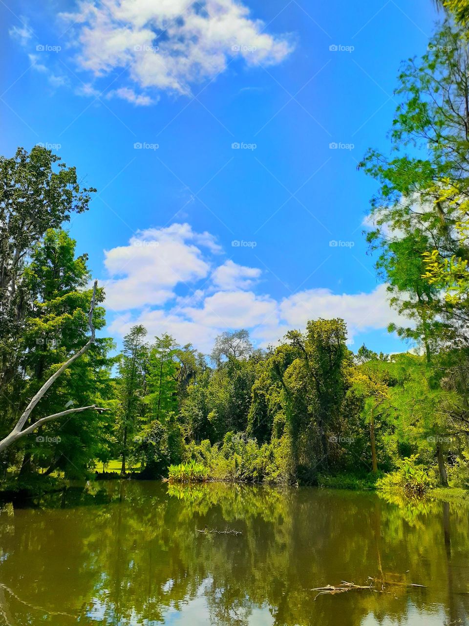 Blue skies and white clouds and green trees at Alice's Pond at Mead Botanical Garden.