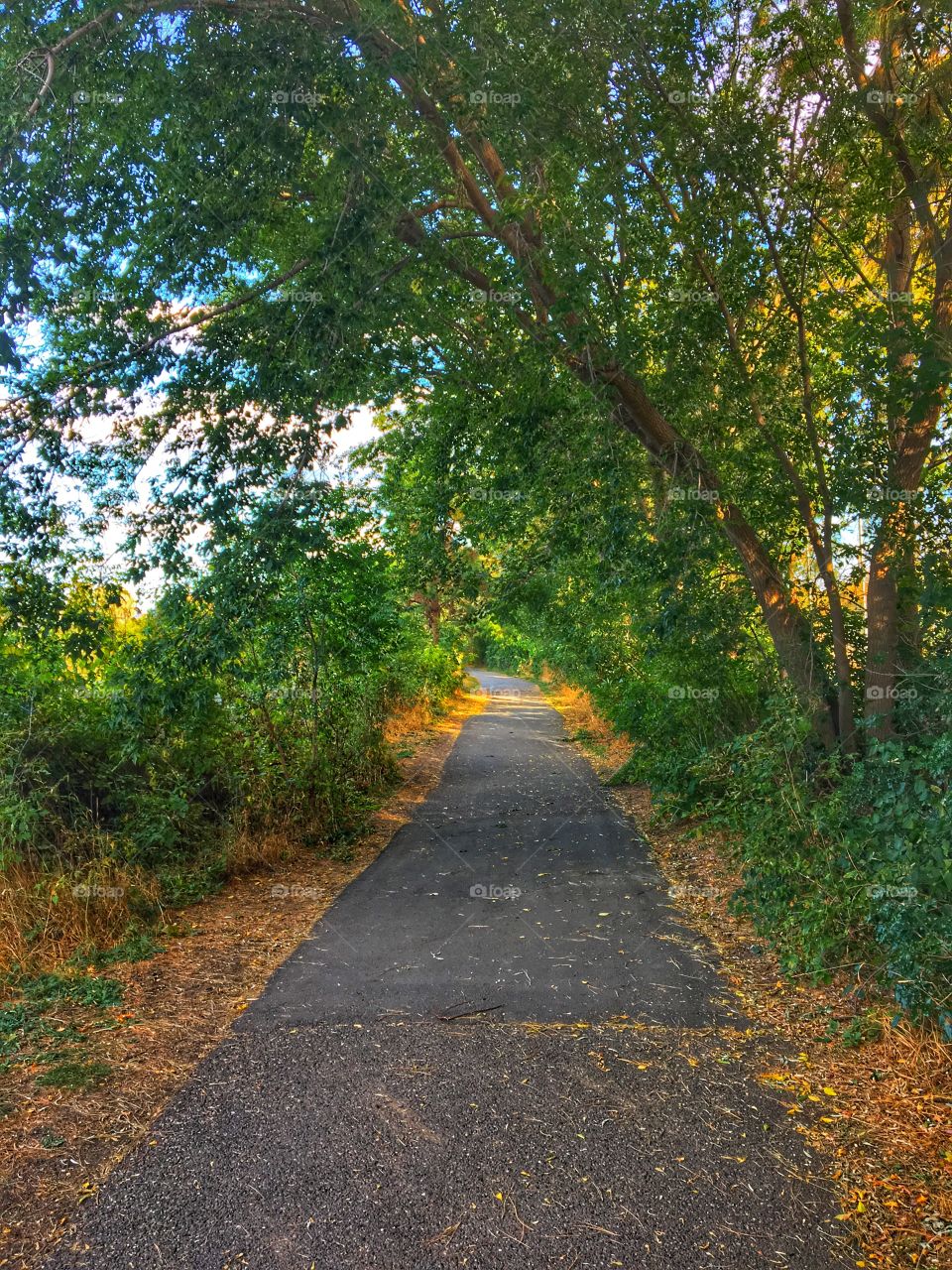 Summer trail 