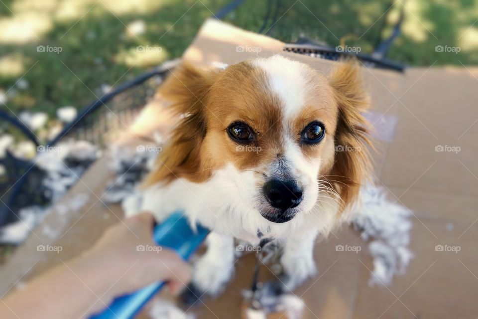 Summertime haircut for my Papillon puppy dog as I shave him under a big shade tree in the yard and he looks up at me as if to say Thanks! :)