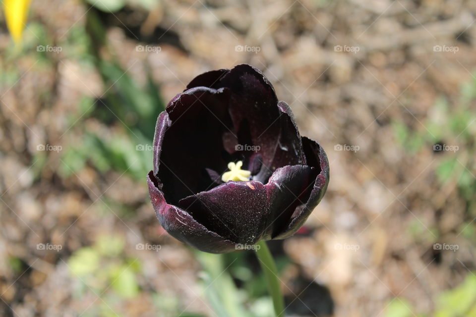 "black„ tulip