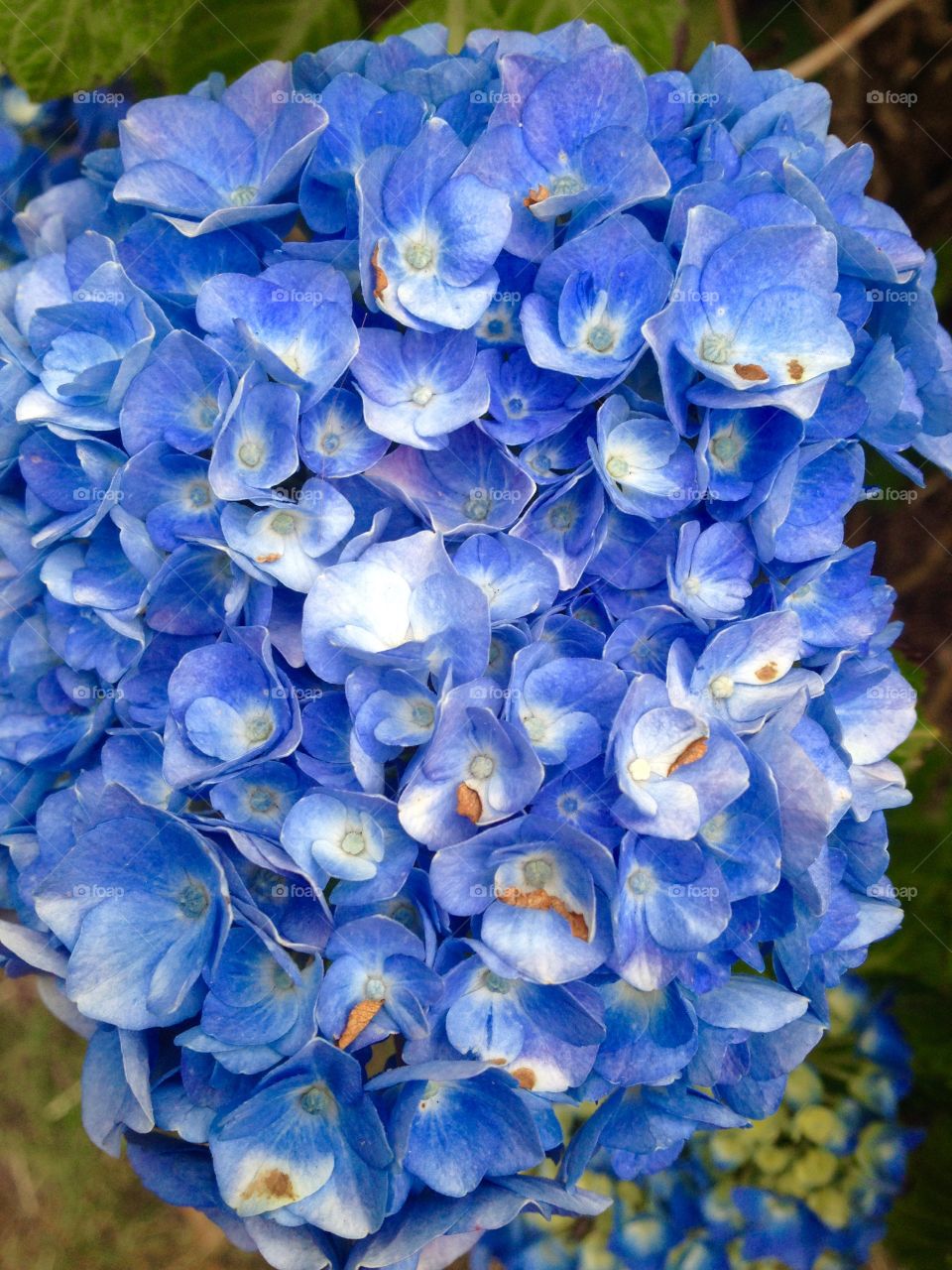 Hydrangeas 1. Hydrangeas in bloom 