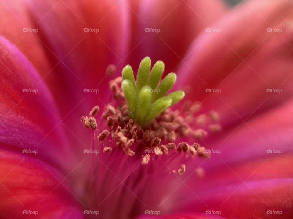 Macro shot of a cactus flower 