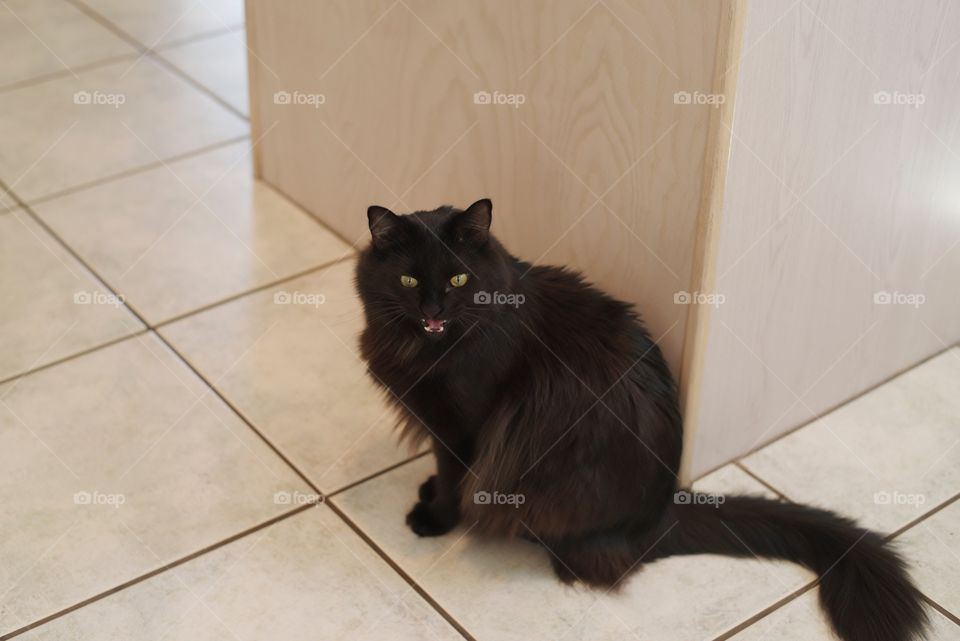 My cat letting me know it's his lunchtime. 