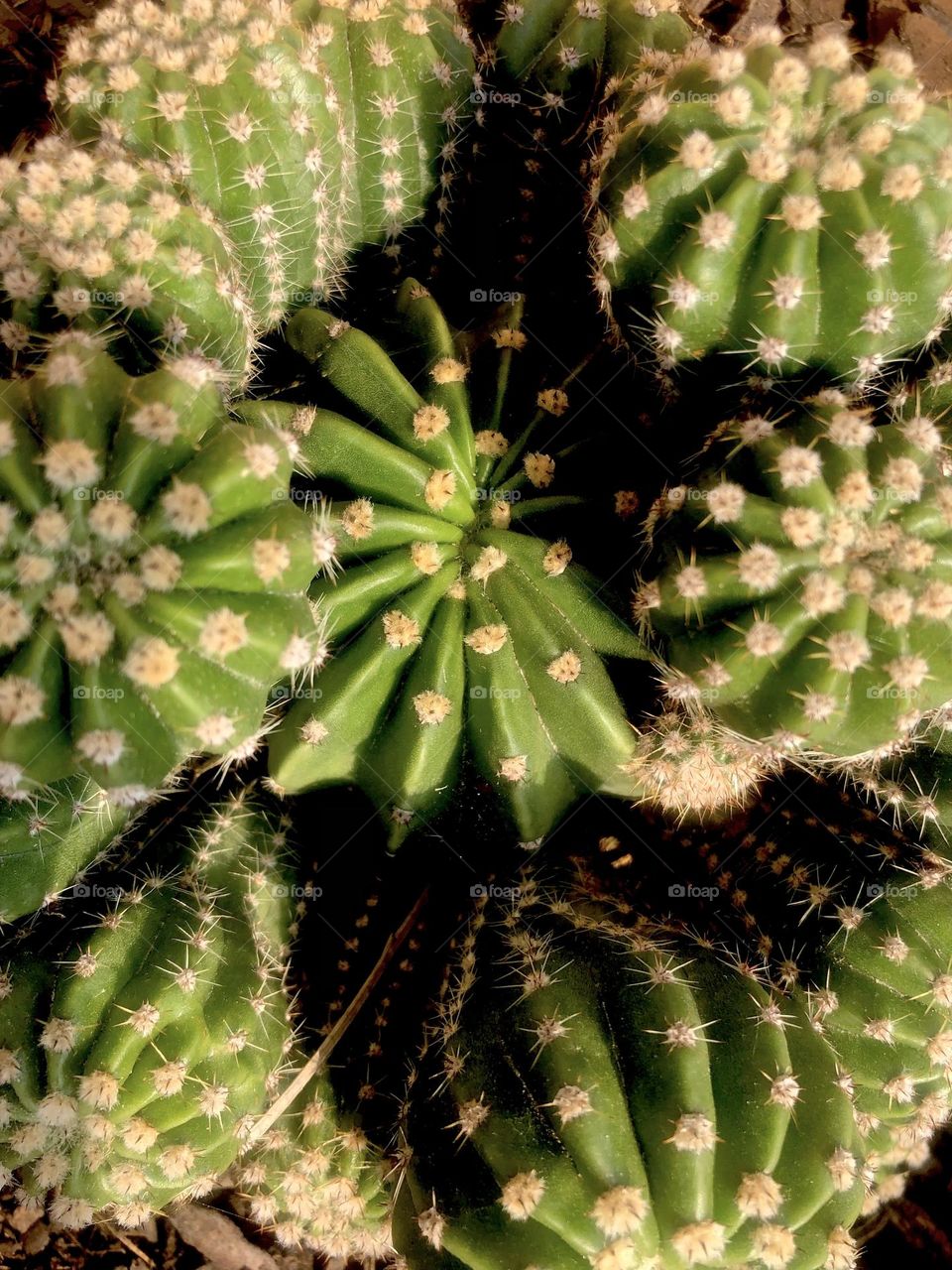 Small cactus/succulents at sunset 