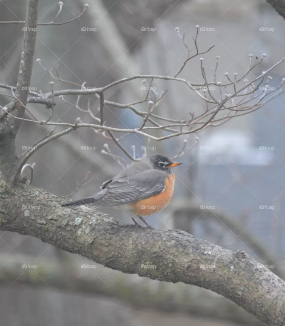 robin