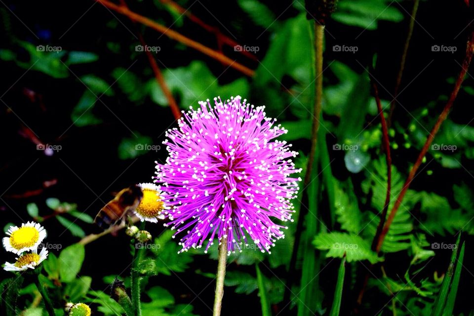 Sunshine mimosa with bee