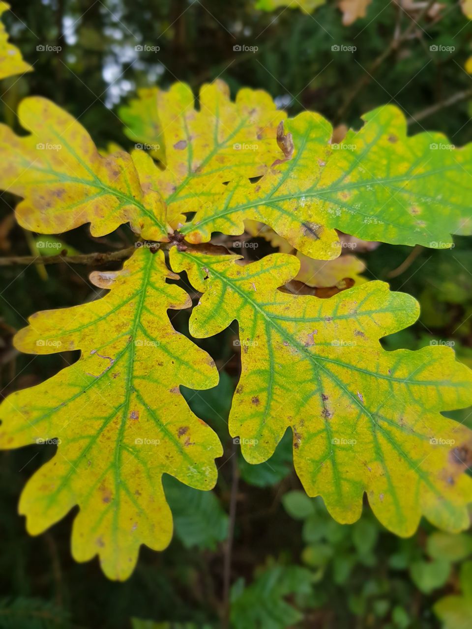 Autumn Oak Leaves