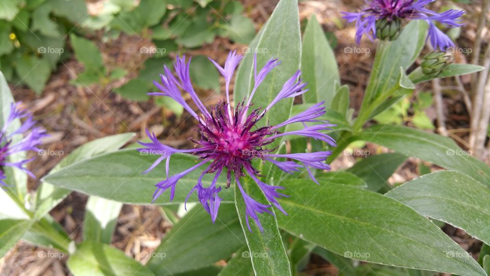 Wild Flowers of Asheville