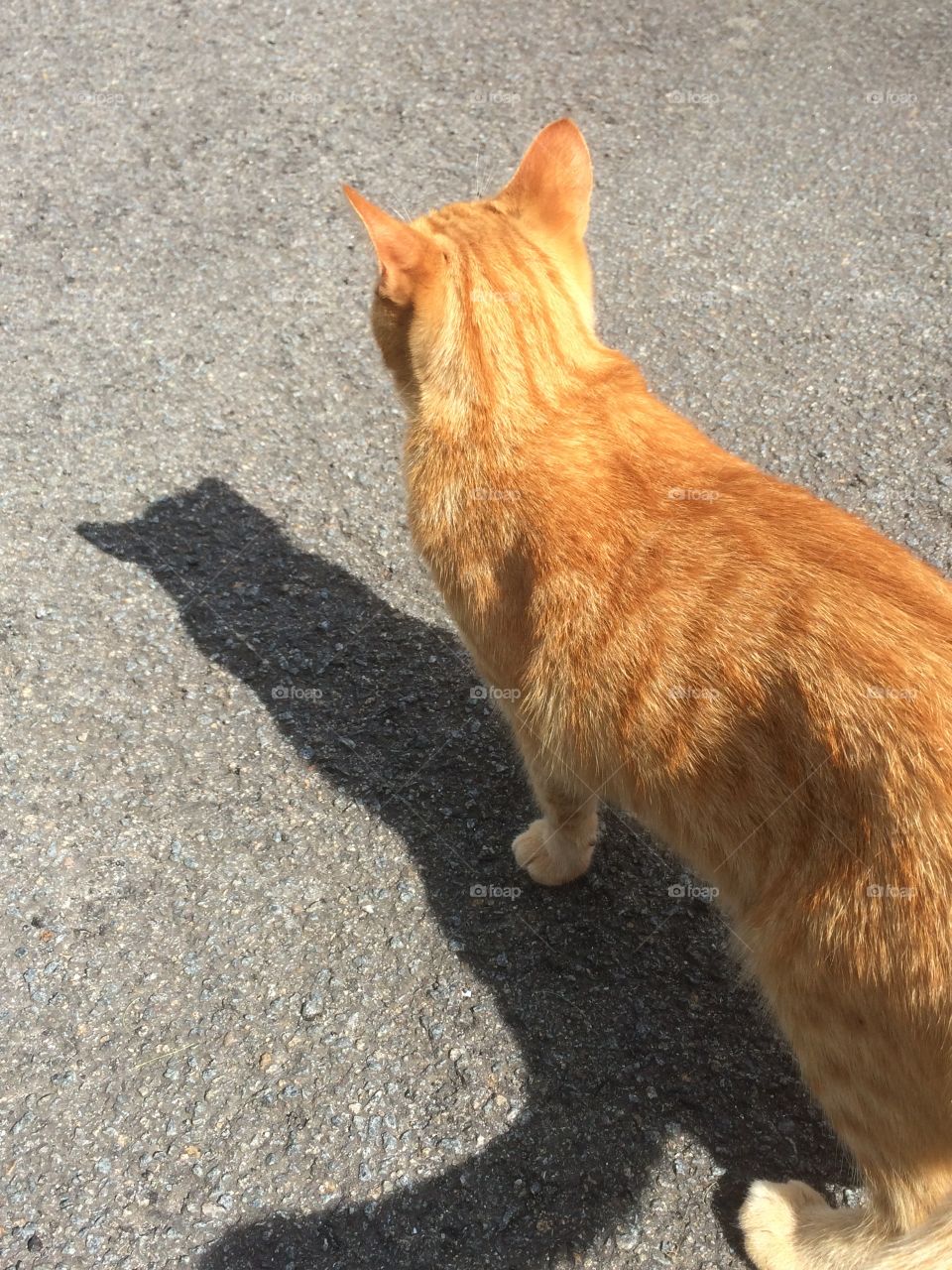 Cat shadow 