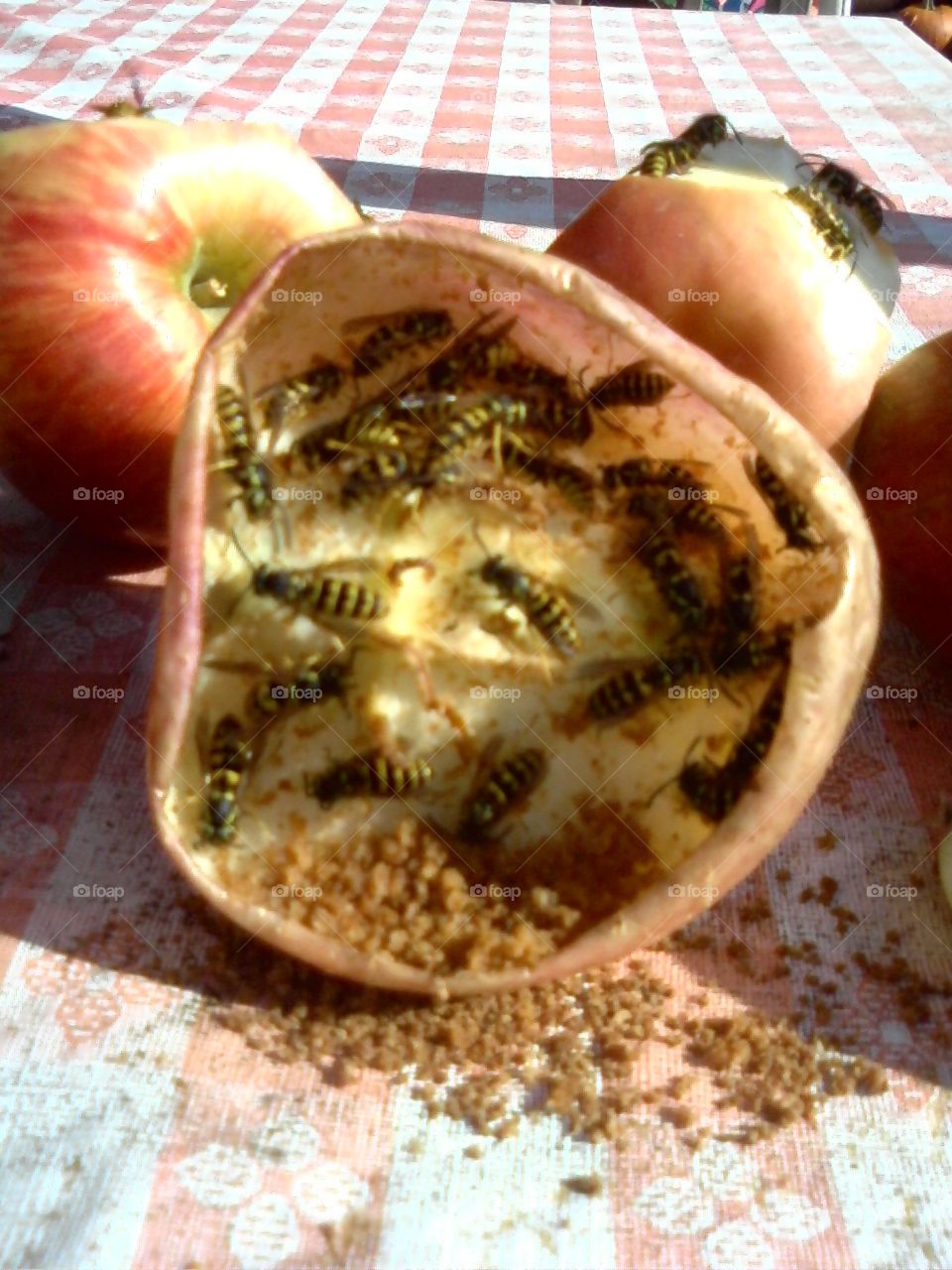 Bees on Apple