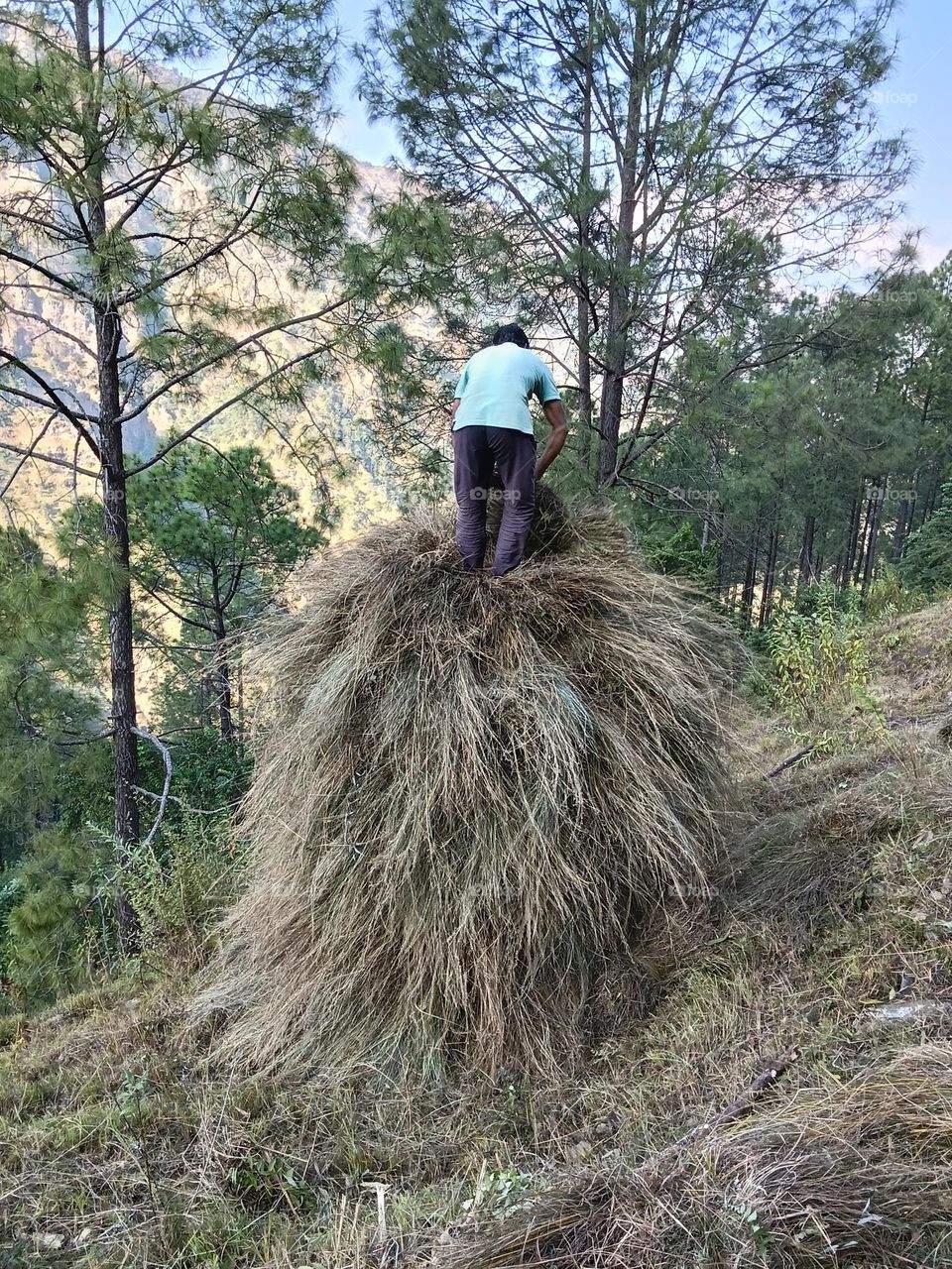 an indian man meking a hay heap