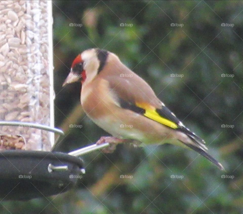 Goldfinch perched on bird feeder in the garden