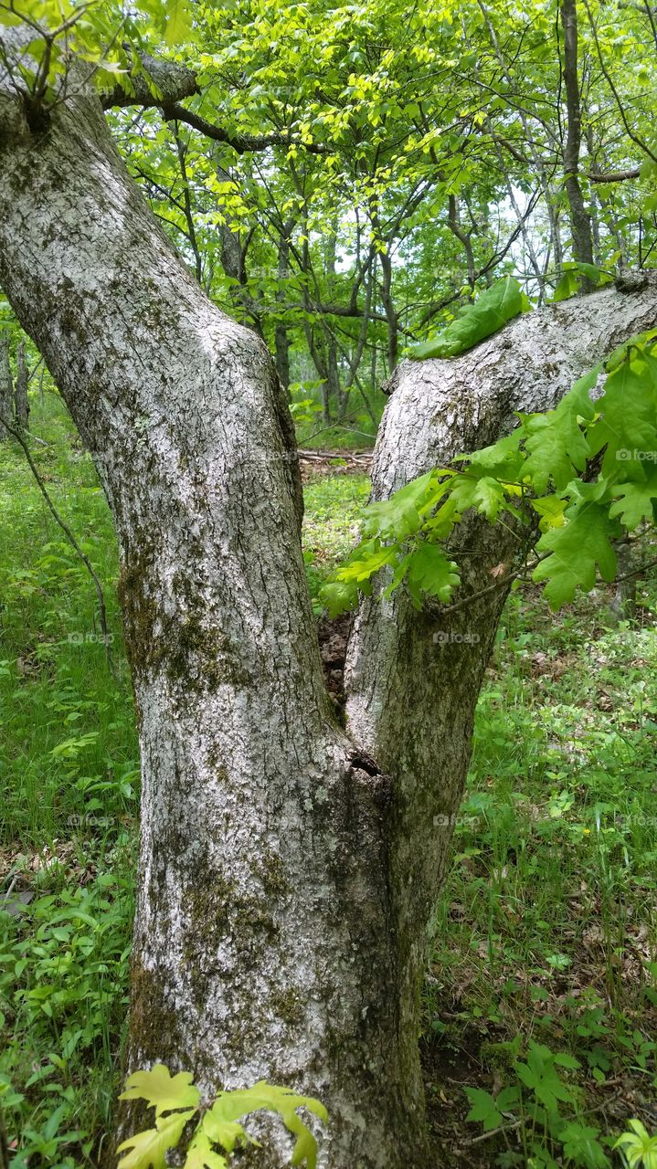 old split tree