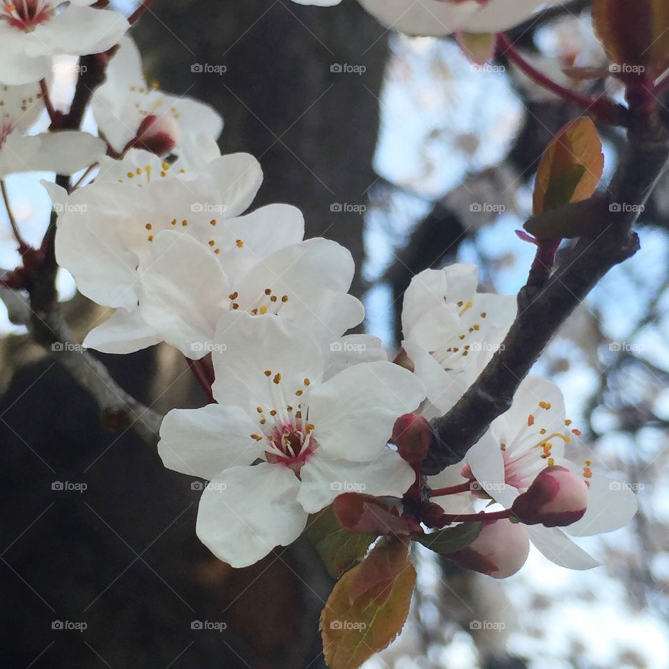 Winter flowering cherry II