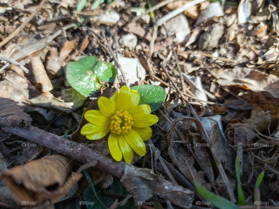 spring buttercup flower.