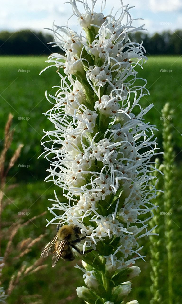 Weird white flower and bee