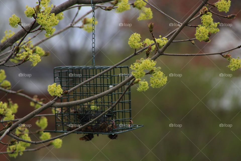 Bird feeder hanging from a blossoming tree