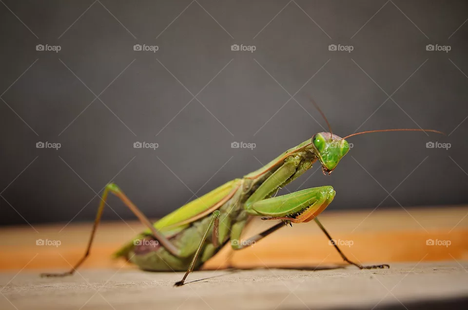 Mantis