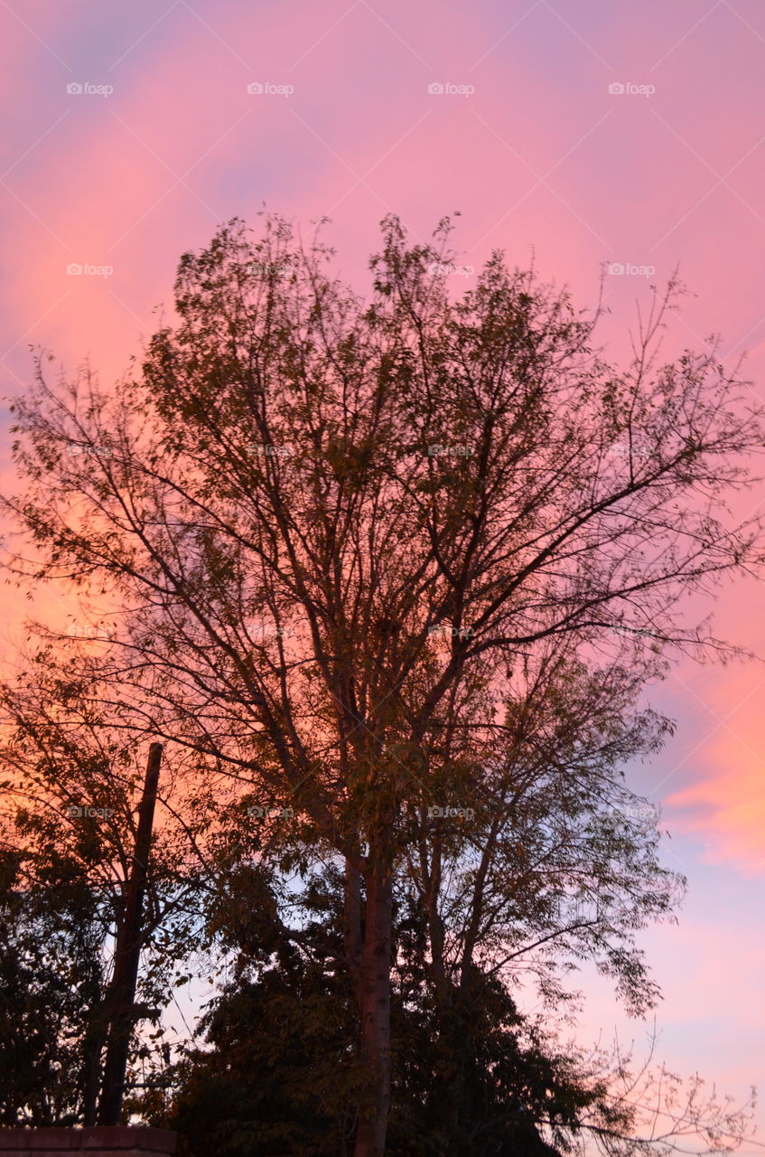 Pink Sunset. Sunset from my backyard. 