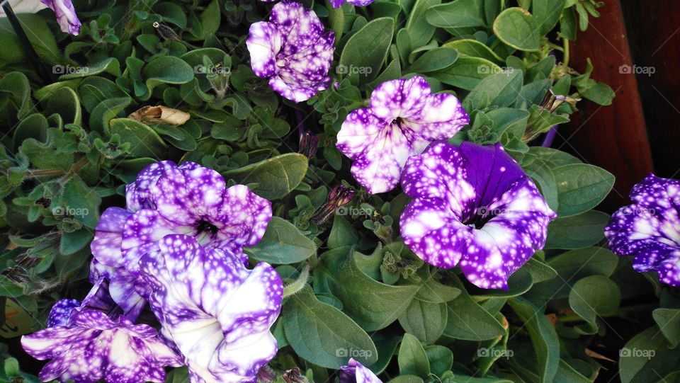 Starry nights I came across at a nursery