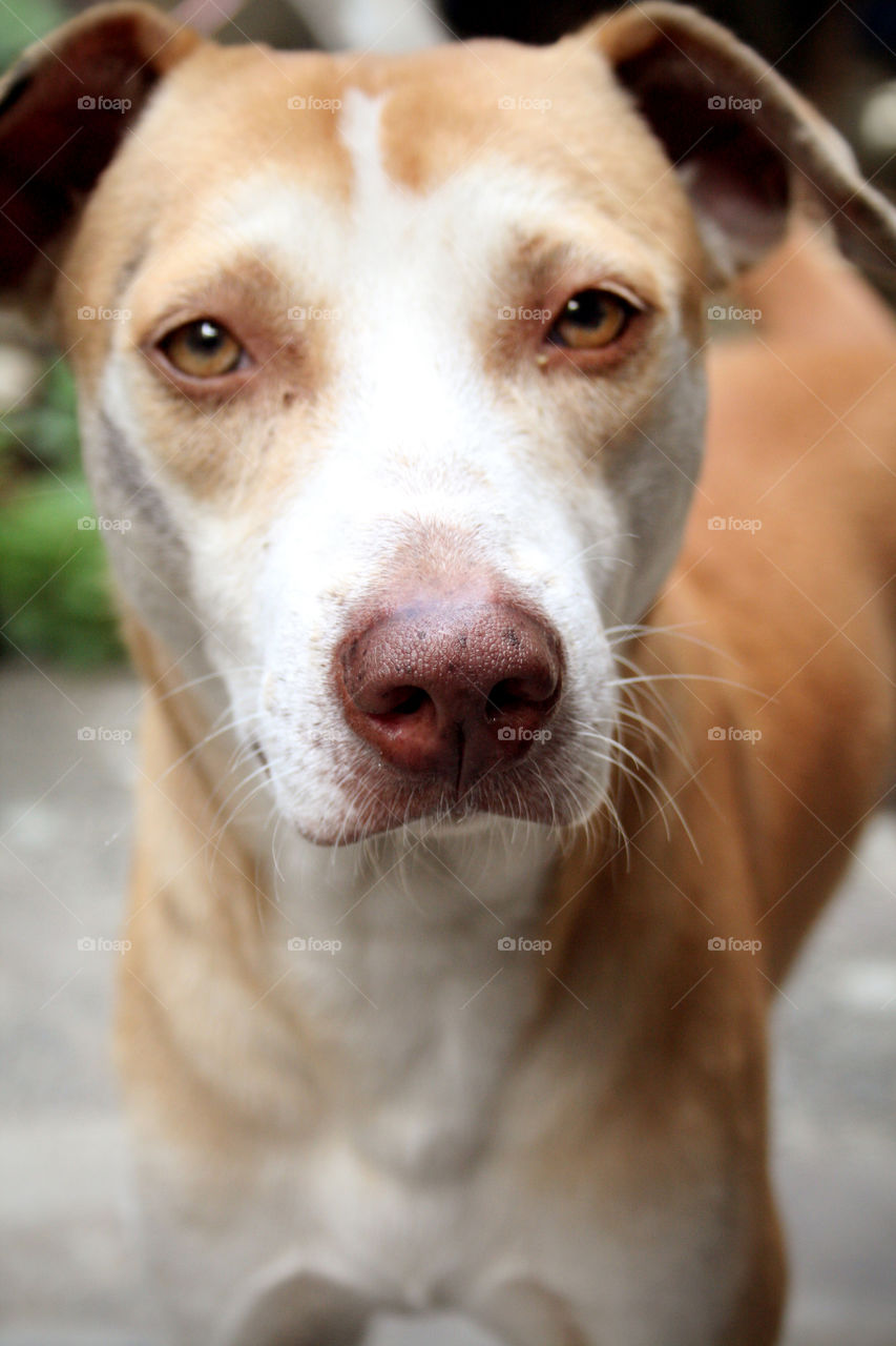 Mongrel dog, looking at the camera