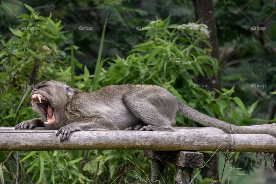 close up angry monkey