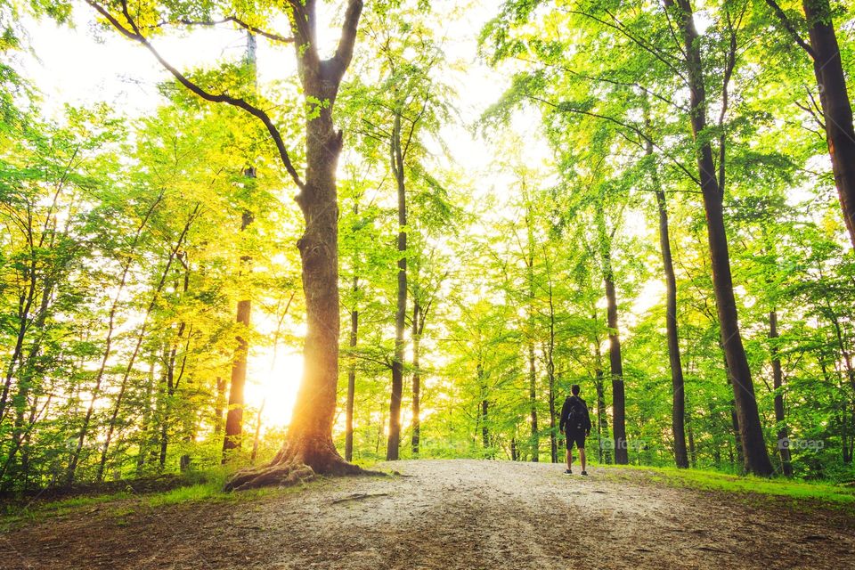 Wood, Leaf, Tree, Landscape, Park