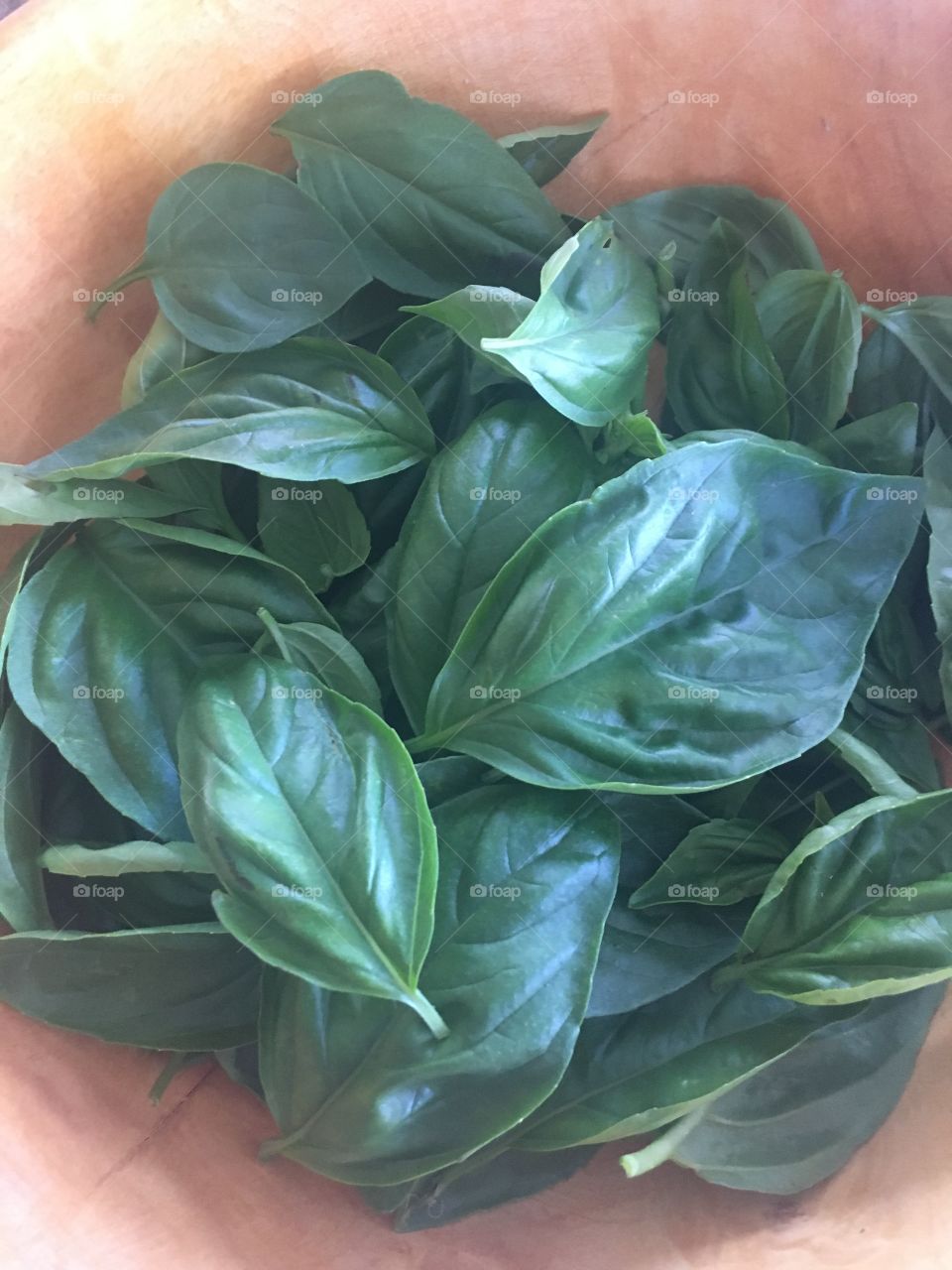 Sweet Basil