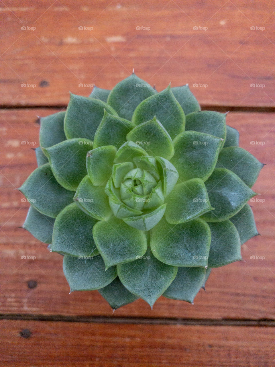 Succulent 