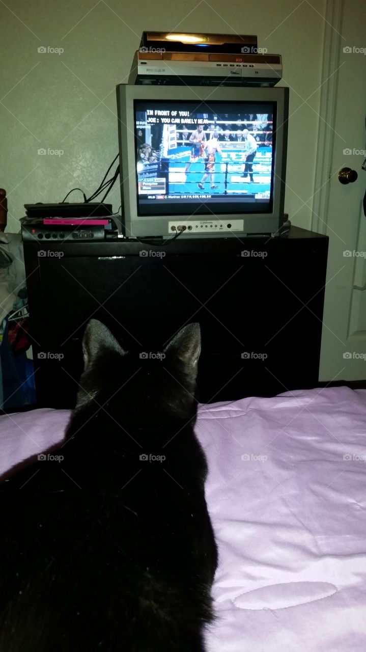 My cat watching tv