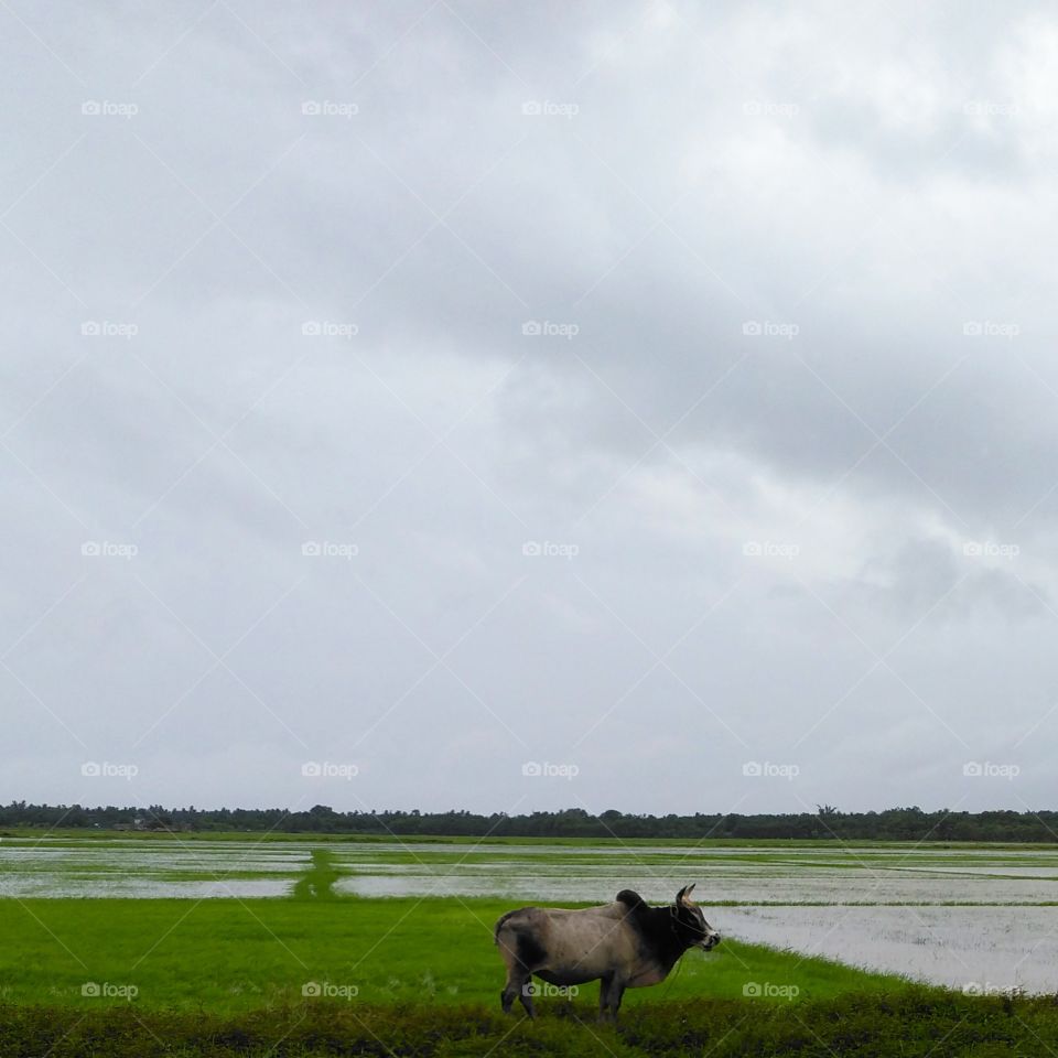 Cow on a rice field