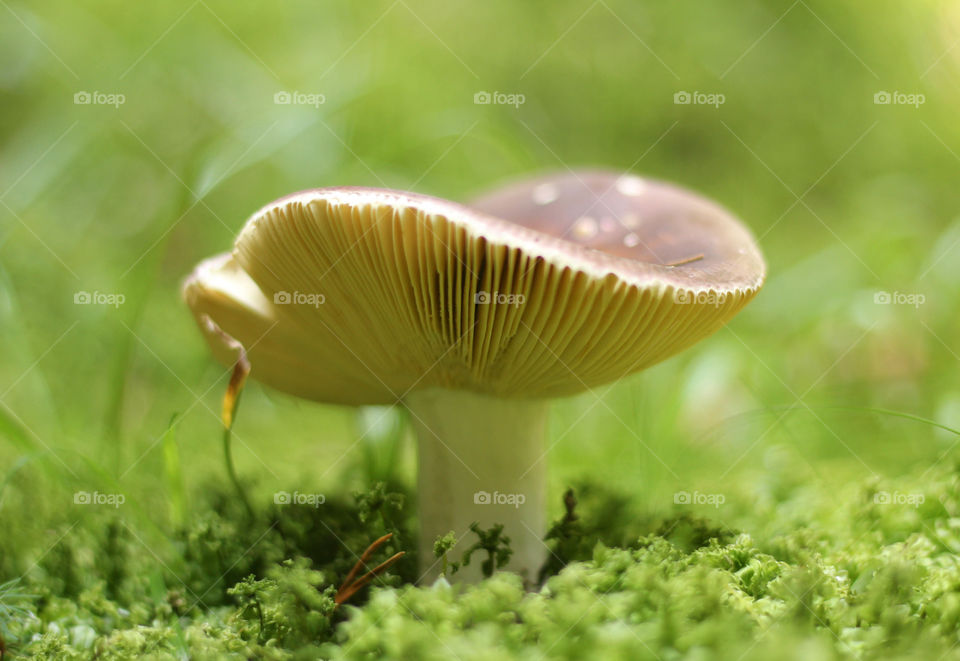 A mushroom in the forest, close up