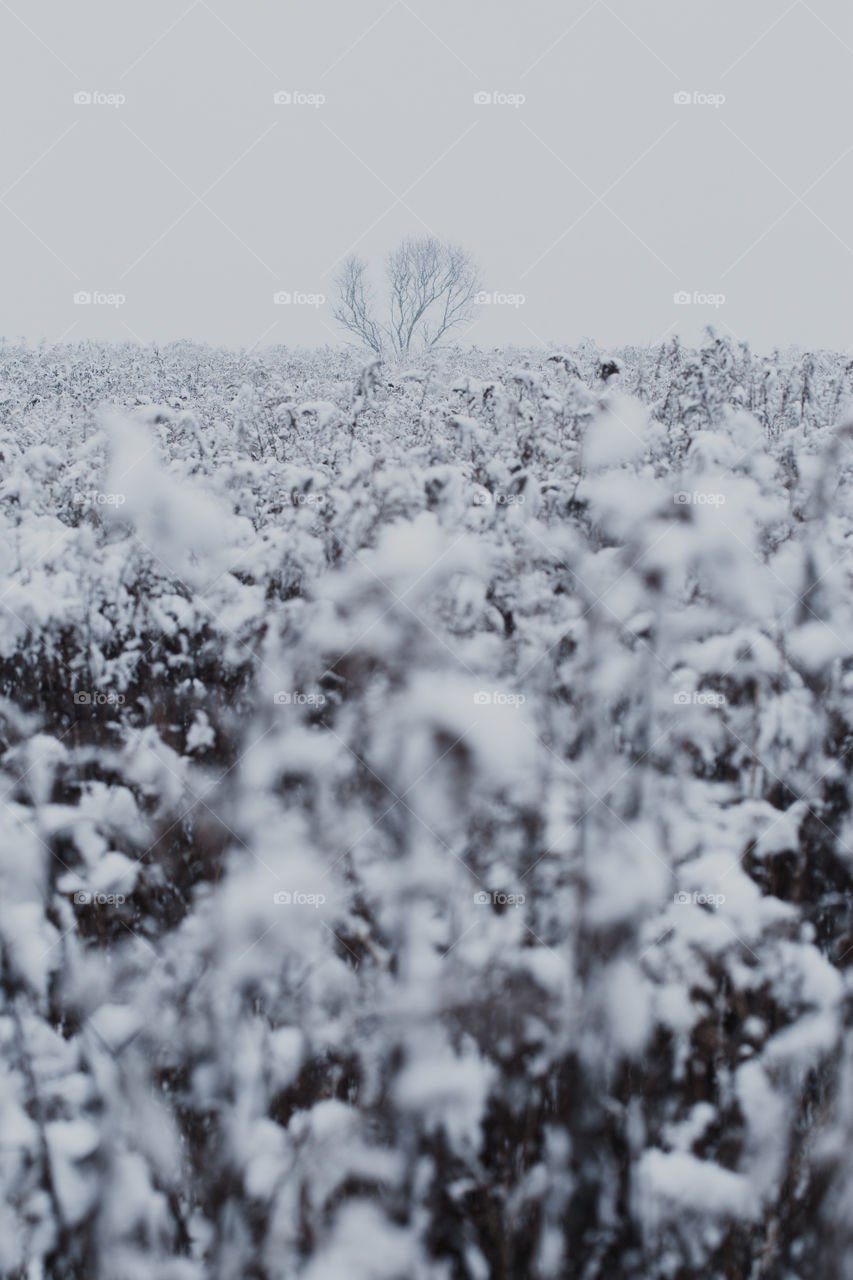 Meadow after heavy snowfall. Scenic wintery landscape of field of grass