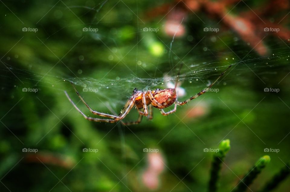 spider