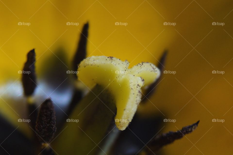 Makro Blume 
