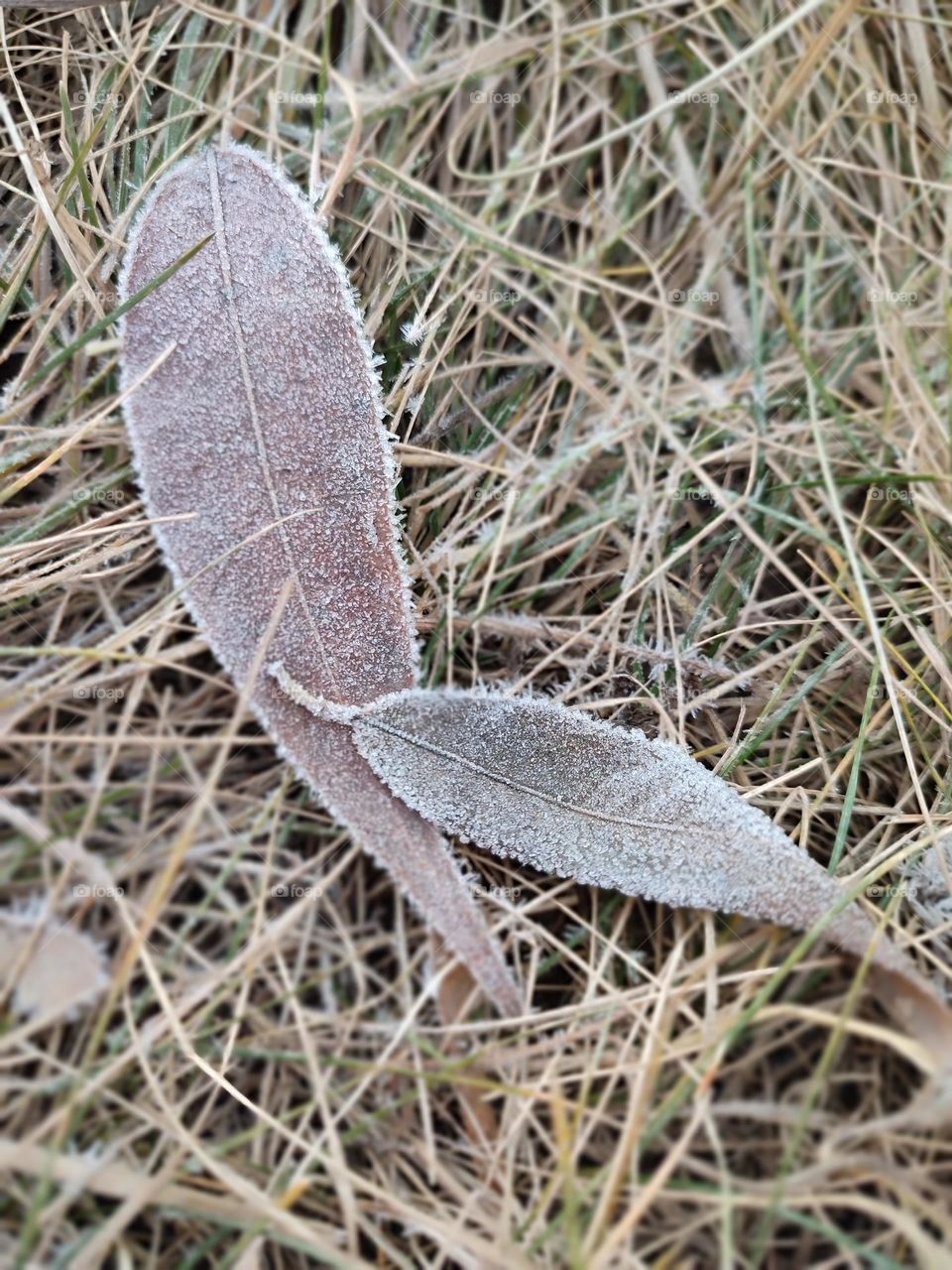 коричневый