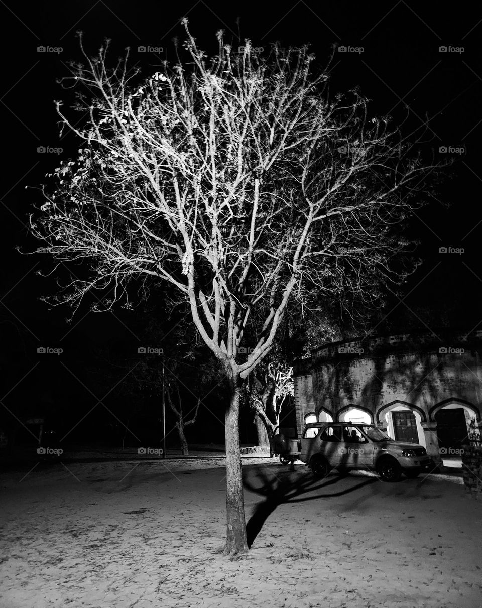 Night mode tree portrait