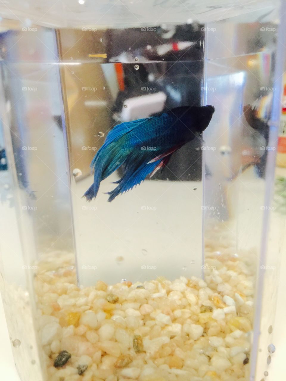 Bob the Betta