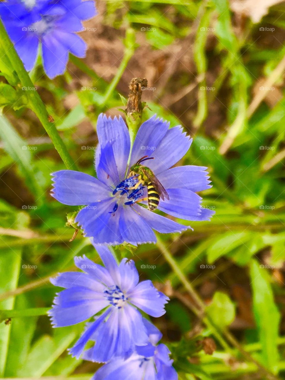 Honey bee on purple flower