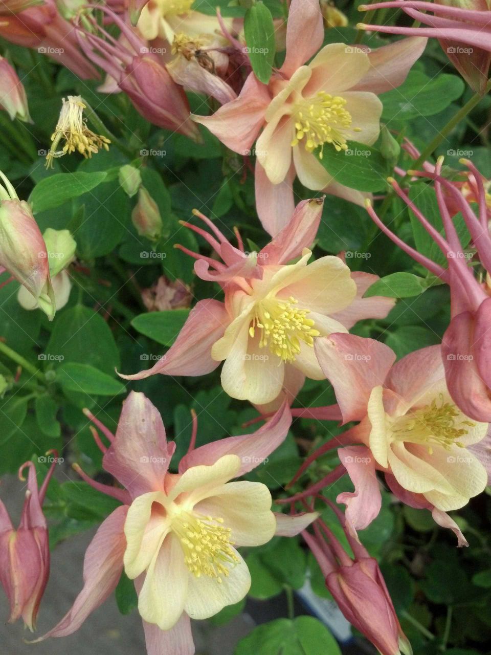 Columbine