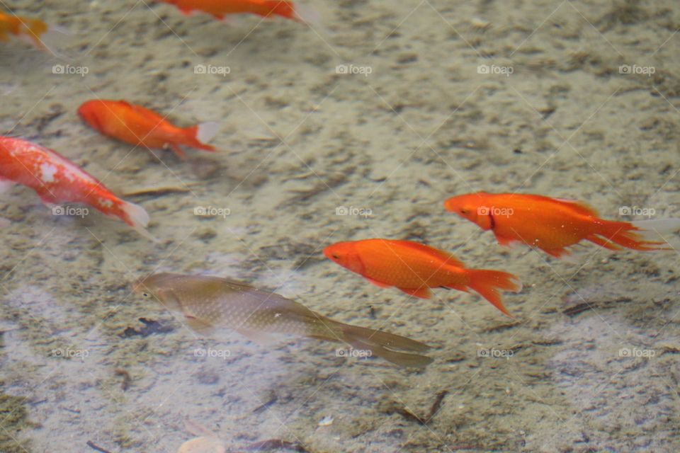 Goldfish in the river Tara in the city of Valencia