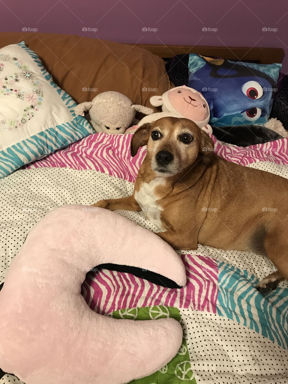 “No, I will not look at the camera because I’m pretending to be a stuffed animal so you do not notice me and move my dog self off this comfy bed.”