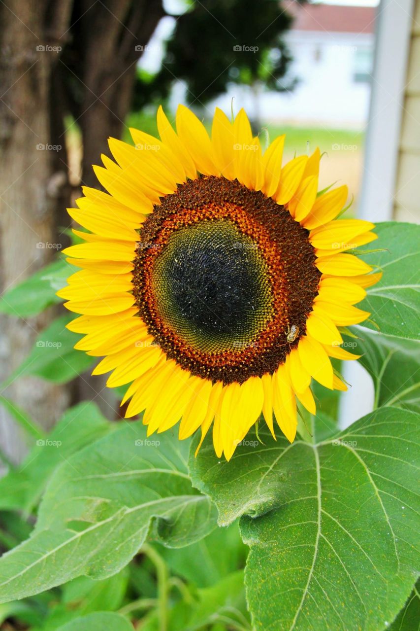 Big  Sunflower
