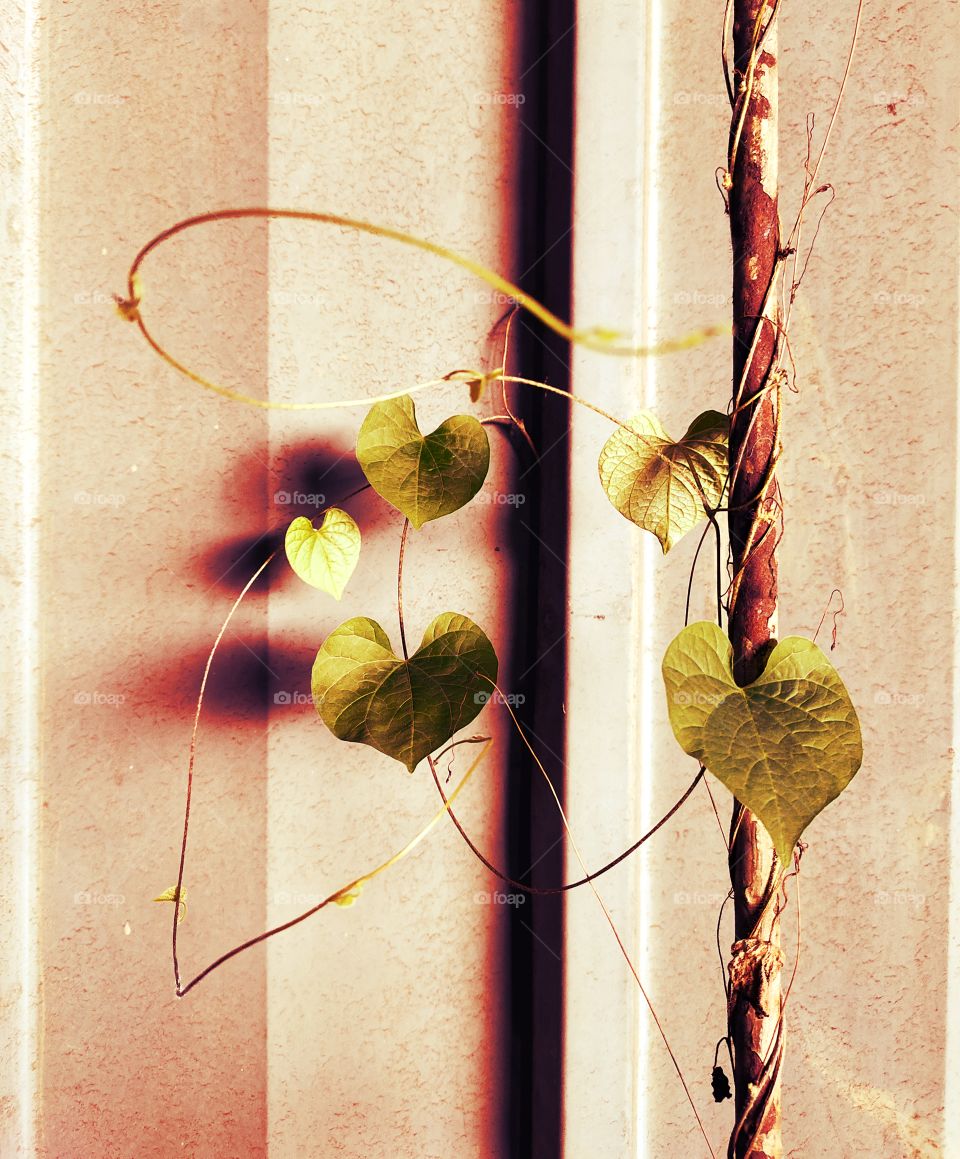 Betel leaf
☘️☘️☘️
Surrounding Iron Rod
Mounting
Green Beauty 
above the Rusty iron Rod