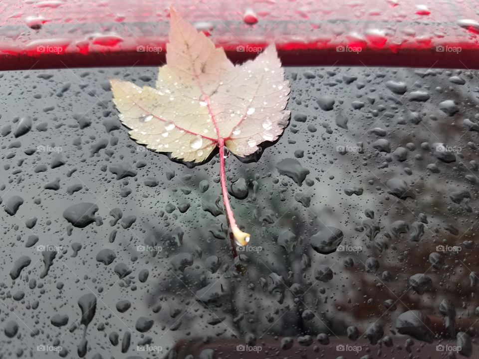 leaf and raining